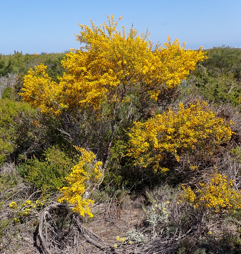 Acacia spathulifolia photo 2