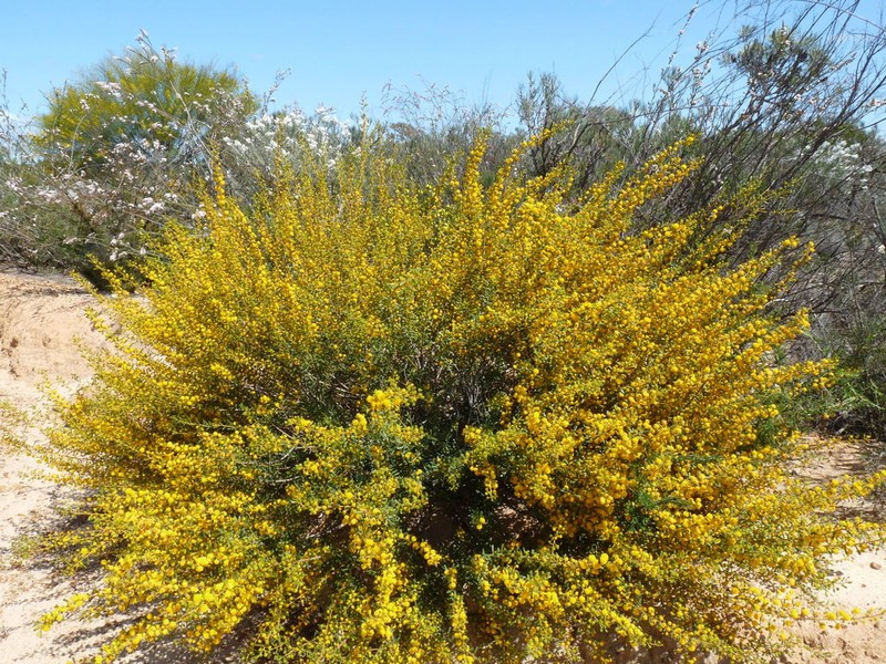 Acacia spathulifolia photo 3