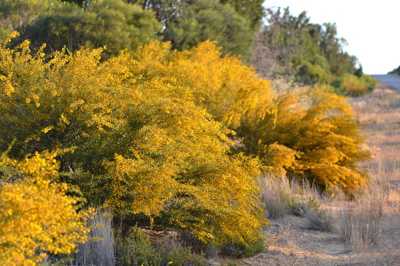 Acacia spathulifolia photo 4