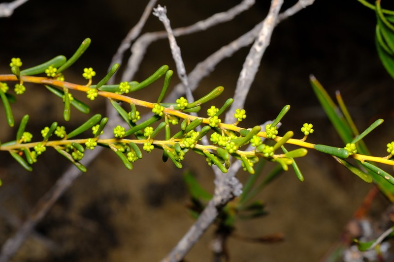 Acacia spathulifolia photo 5