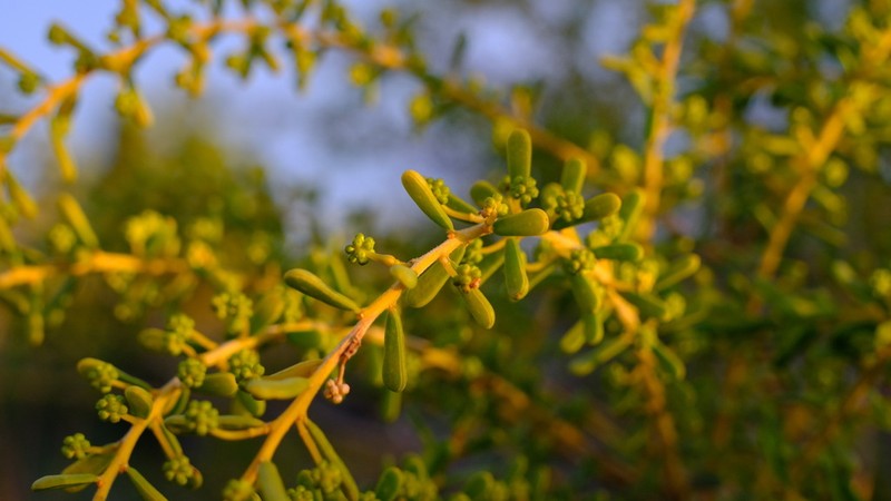 Acacia spathulifolia photo 6