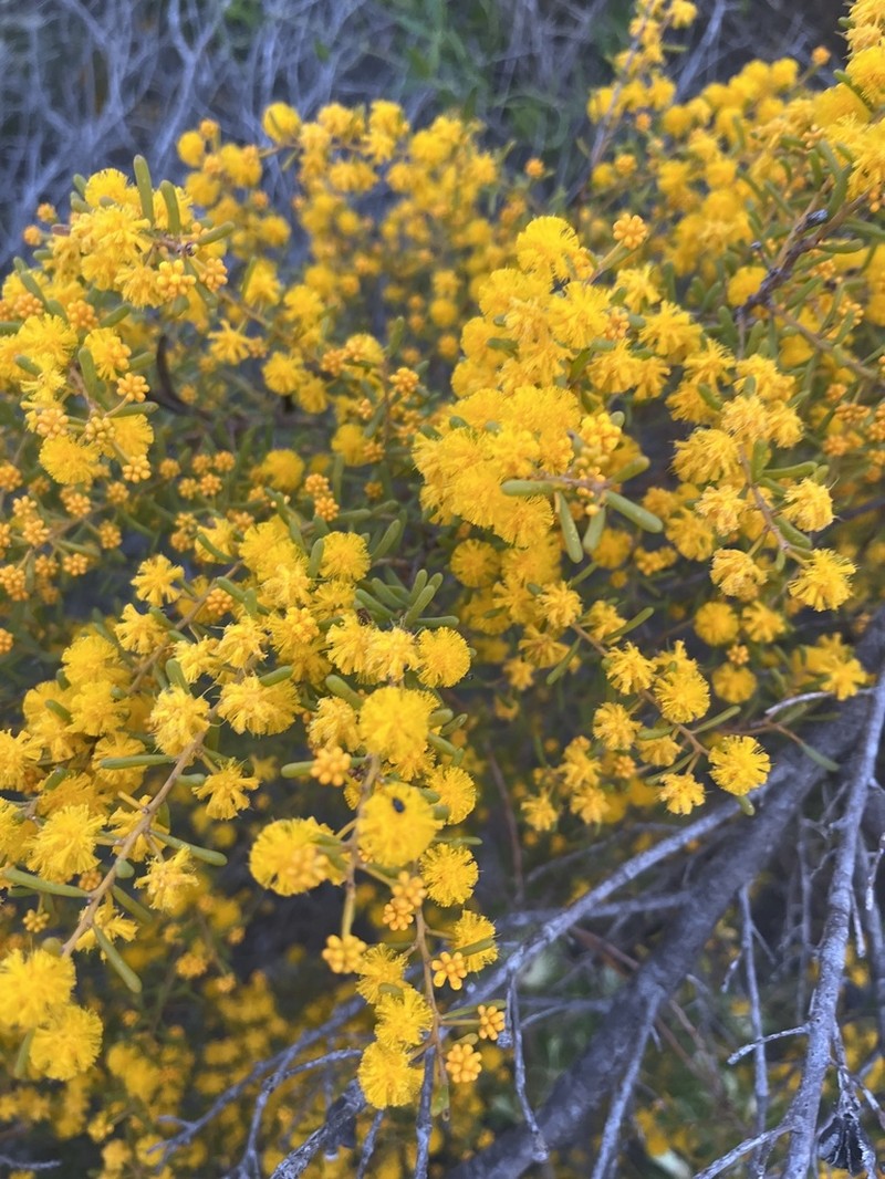 Acacia spathulifolia photo 7