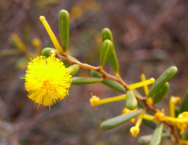 Acacia spathulifolia photo 8