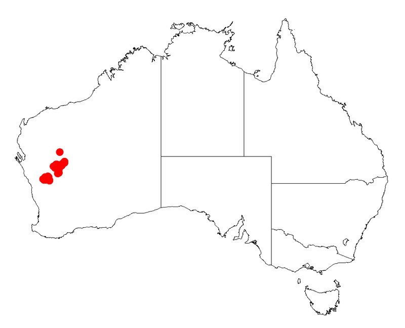 Acacia speckii