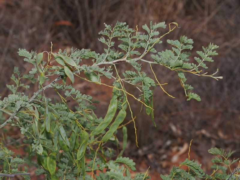 Glory Wattle photo 2