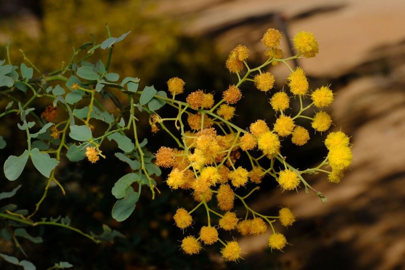 Glory Wattle photo 3