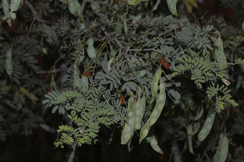 Glory Wattle photo 4
