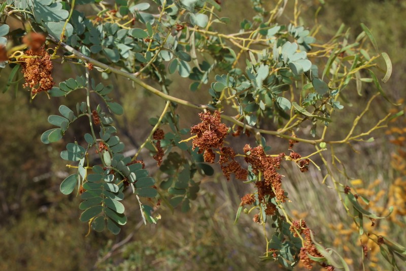 Glory Wattle photo 5