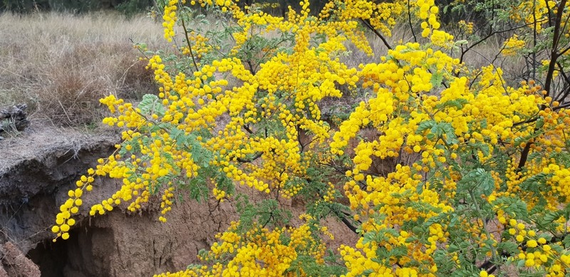 Glory Wattle photo 6