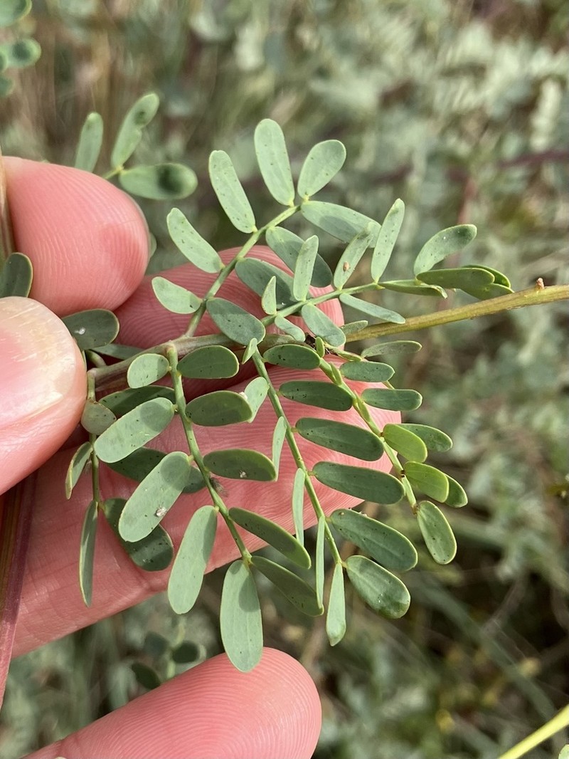 Glory Wattle photo 7