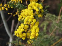 Glory Wattle