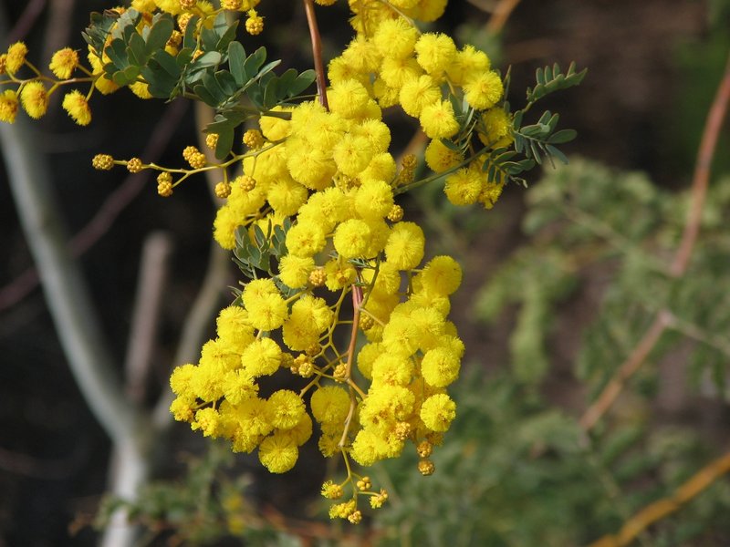 Glory Wattle