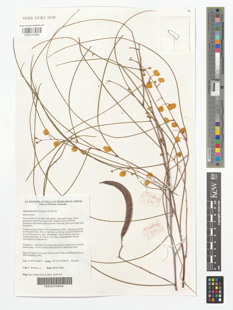 Acacia spectrum photo 2