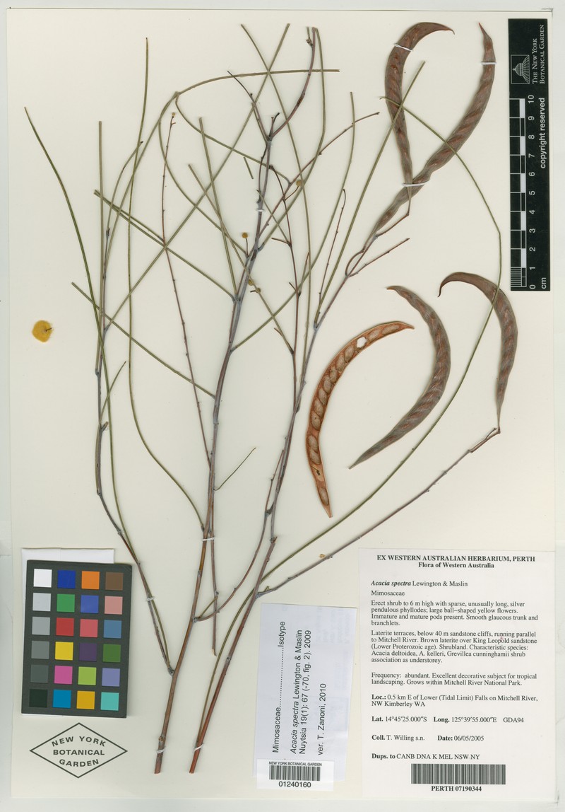 Acacia spectrum