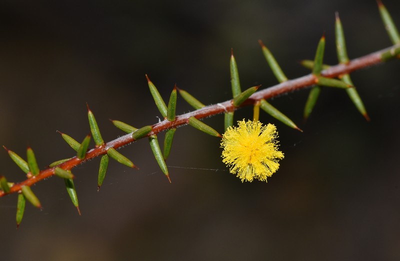 Acacia sphacelata