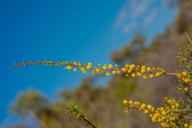Acacia sphacelata photo 2