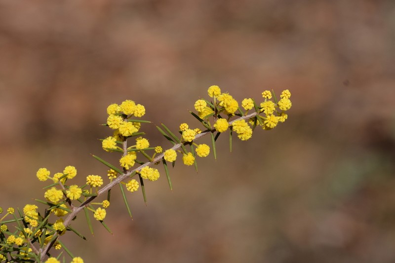 Acacia sphacelata photo 3