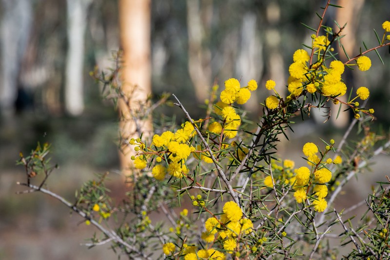 Acacia sphacelata photo 5