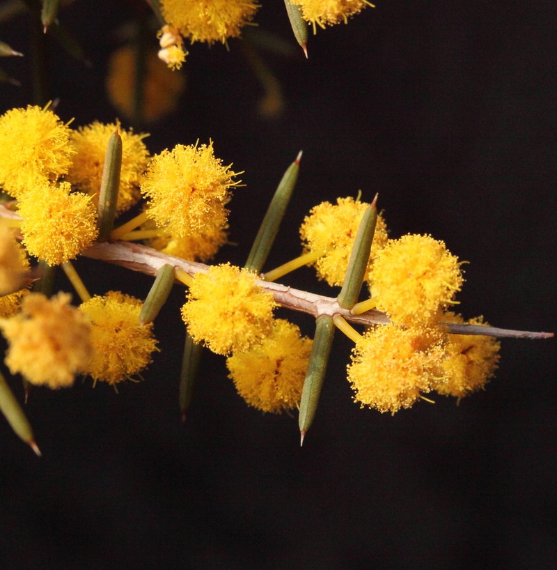 Acacia sphacelata photo 6