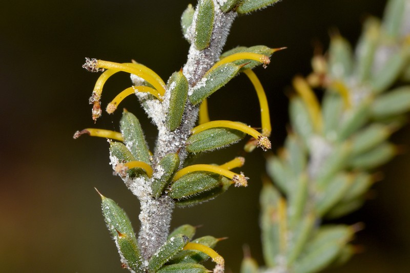 Acacia sphacelata photo 7