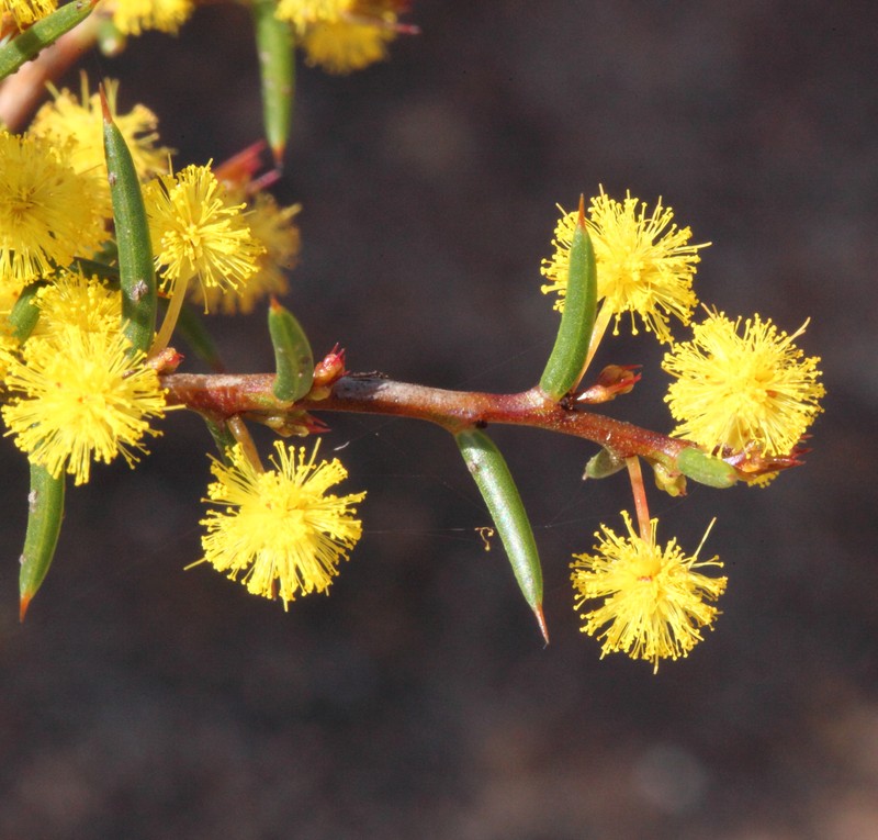 Acacia sphacelata subsp. recurva