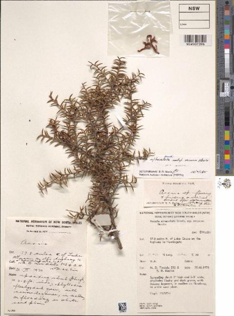 Acacia sphacelata subsp. recurva photo 2