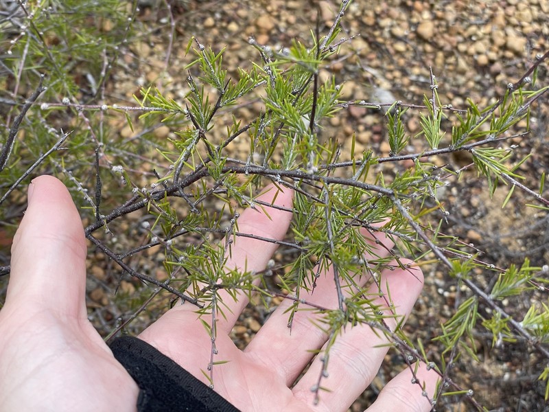 Acacia sphacelata subsp. sphacelata