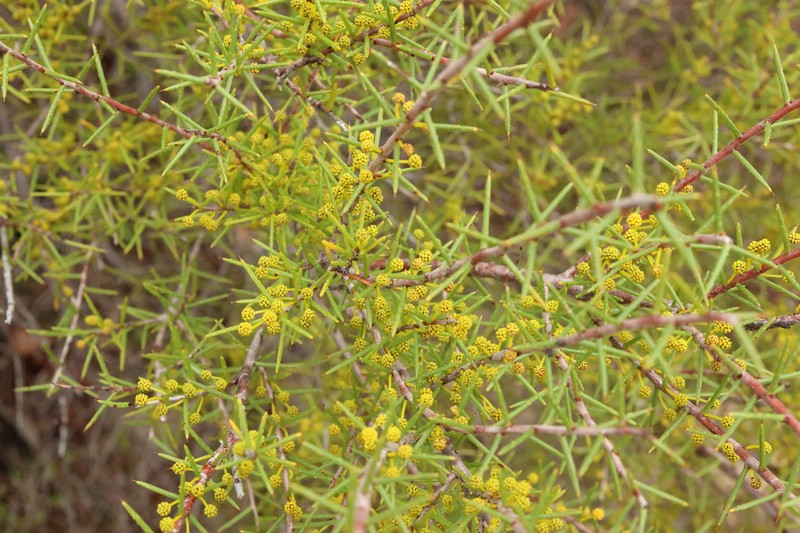 Acacia sphacelata subsp. sphacelata photo 2