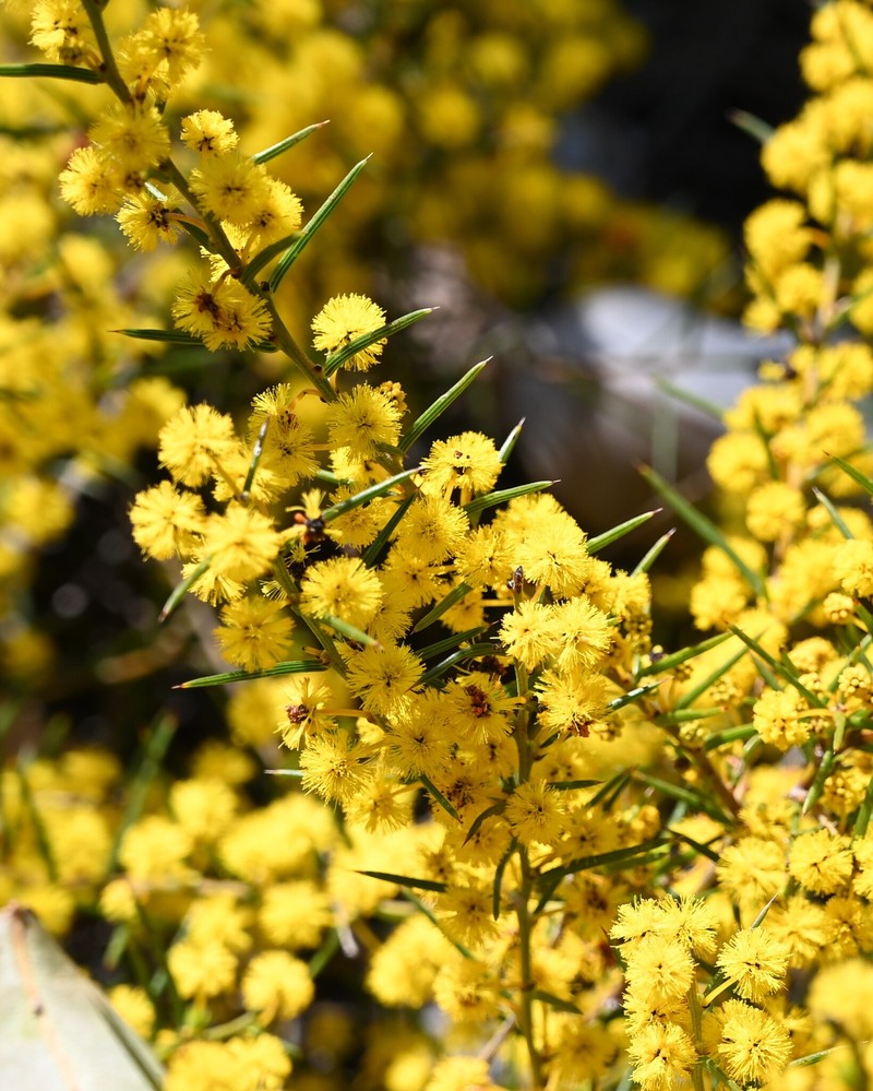 Acacia sphacelata subsp. sphacelata photo 3