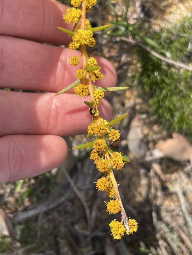 Acacia sphacelata subsp. sphacelata photo 4