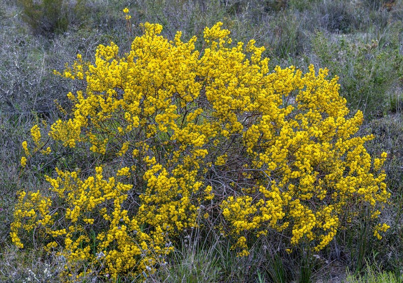 Acacia sphacelata subsp. sphacelata photo 6