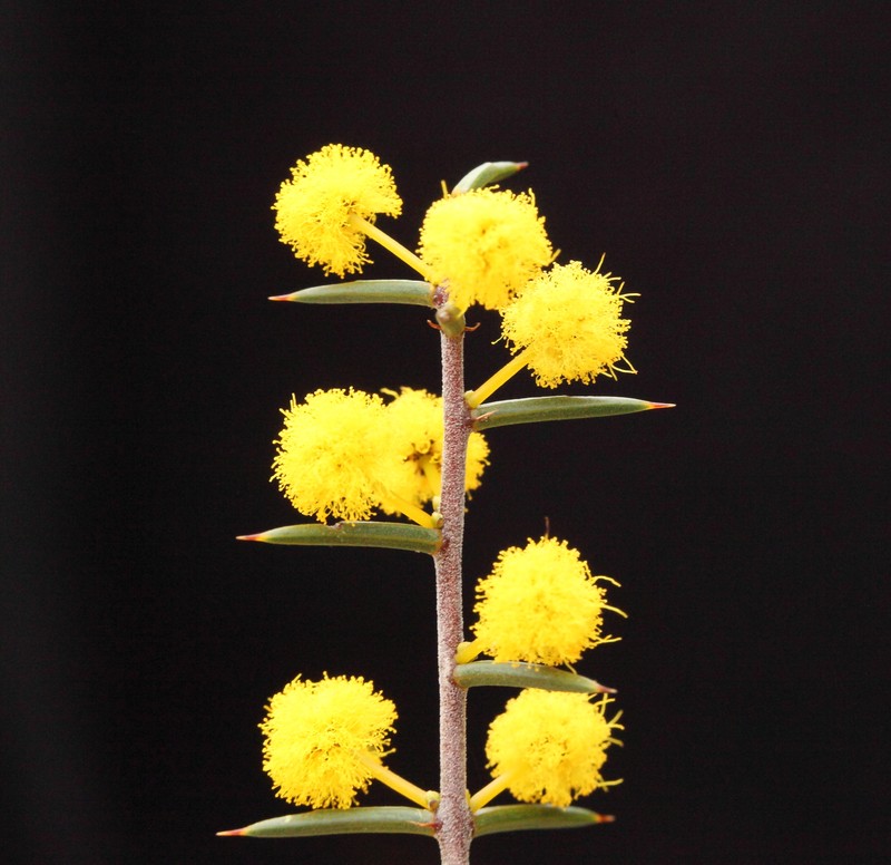 Acacia sphacelata subsp. sphacelata photo 7