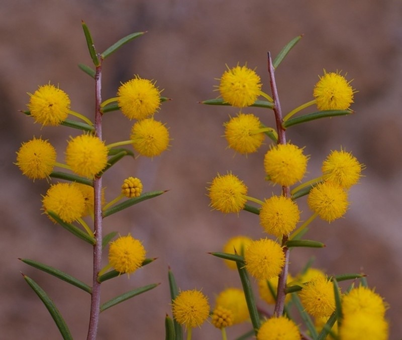 Acacia sphacelata subsp. sphacelata photo 8