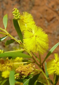 Acacia sphaerostachya