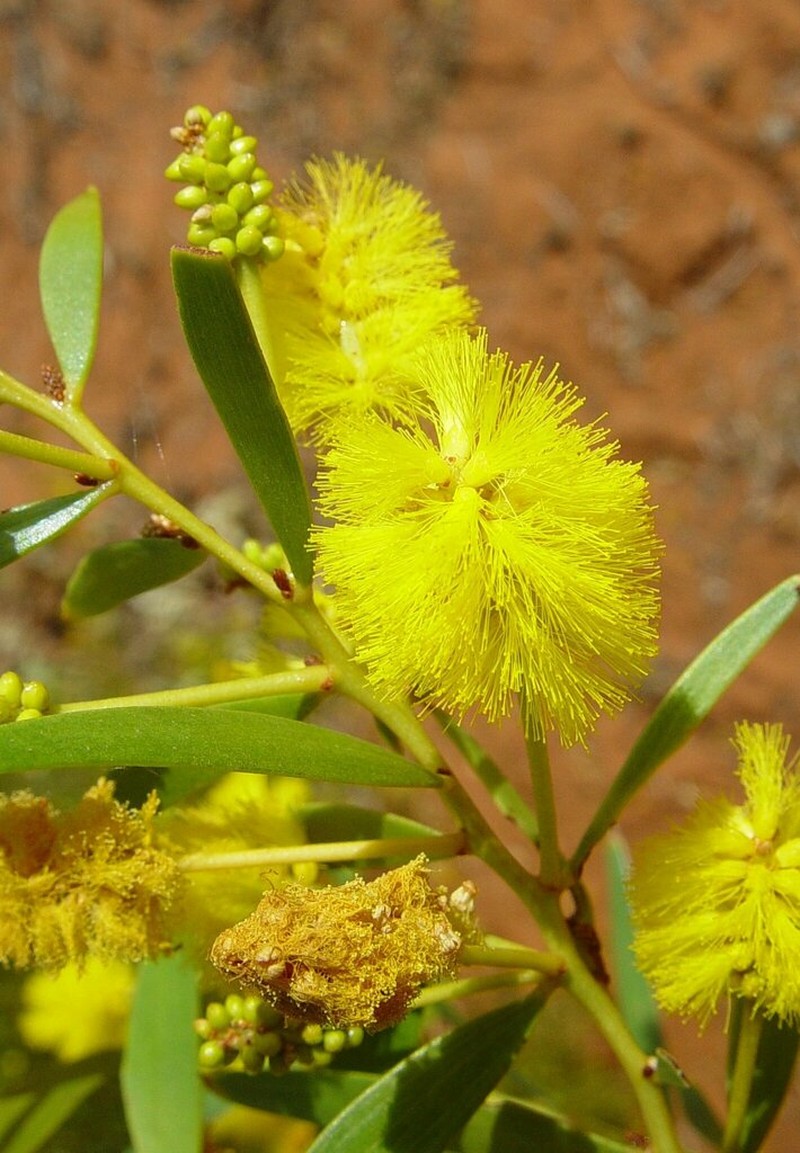 Acacia sphaerostachya