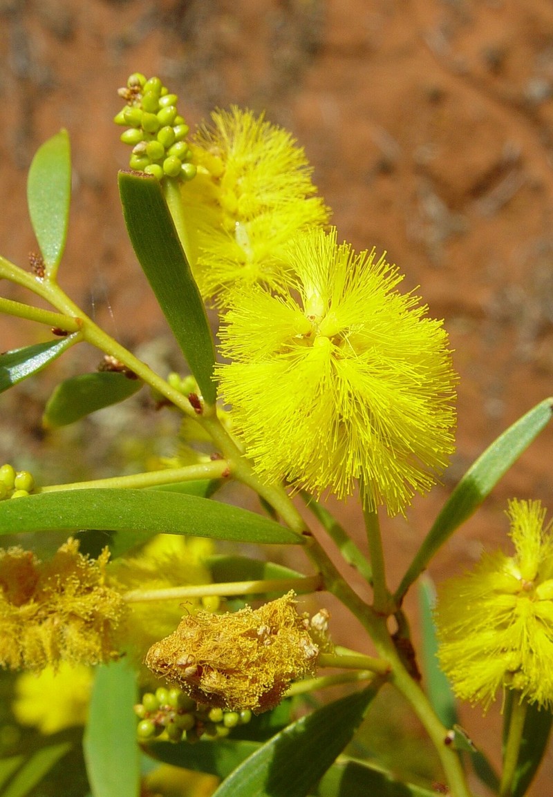Acacia sphaerostachya photo 4