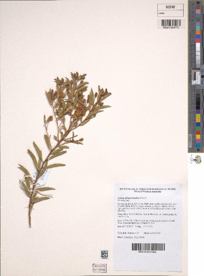 Acacia sphaerostachya photo 5