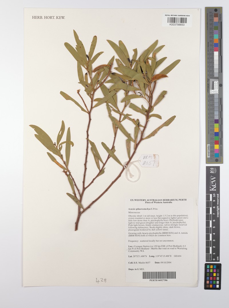 Acacia sphaerostachya