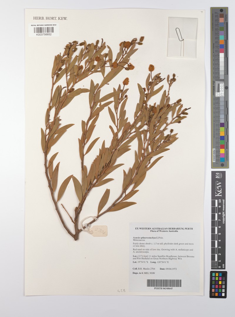 Acacia sphaerostachya photo 2