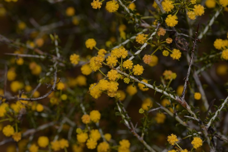Acacia sphenophylla photo 3