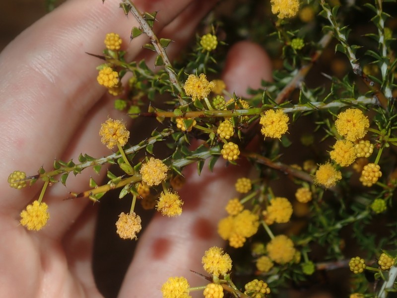 Acacia sphenophylla photo 4