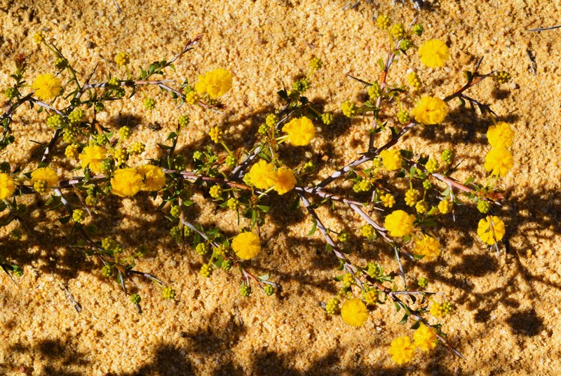 Acacia sphenophylla photo 6