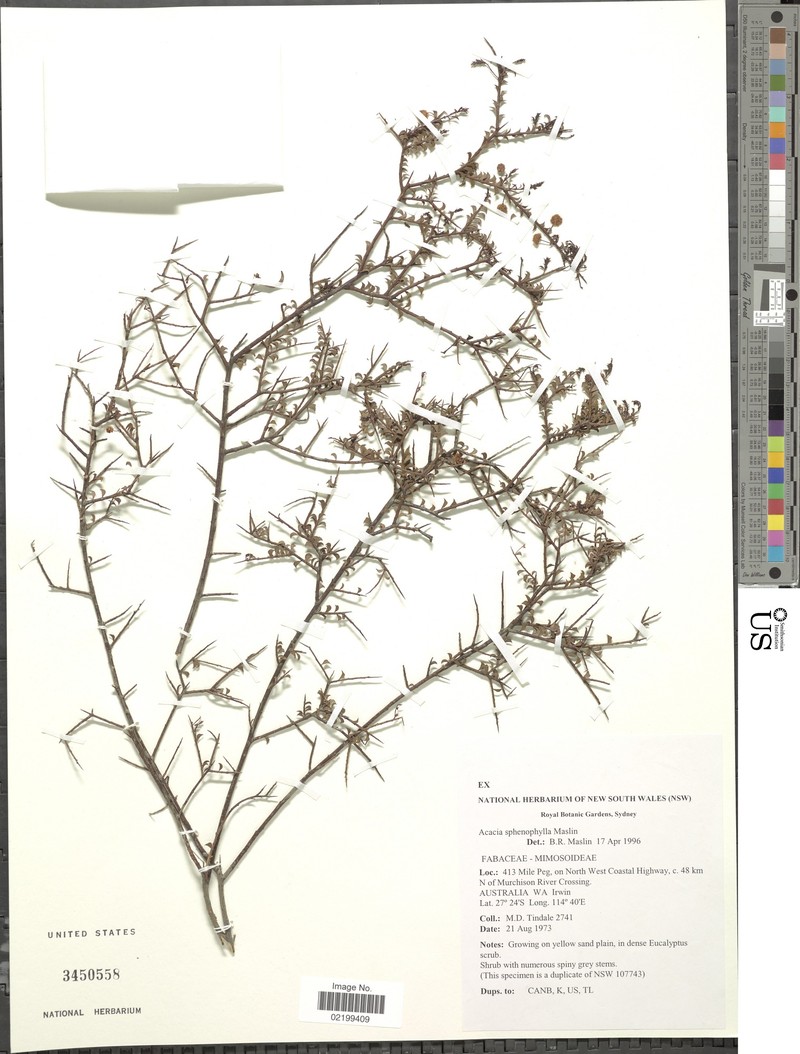 Acacia sphenophylla photo 7