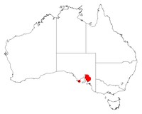 Acacia spilleriana