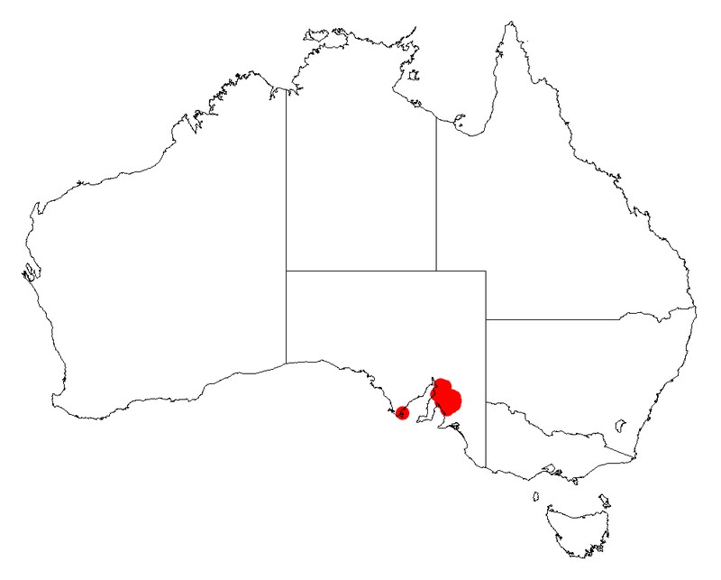 Acacia spilleriana