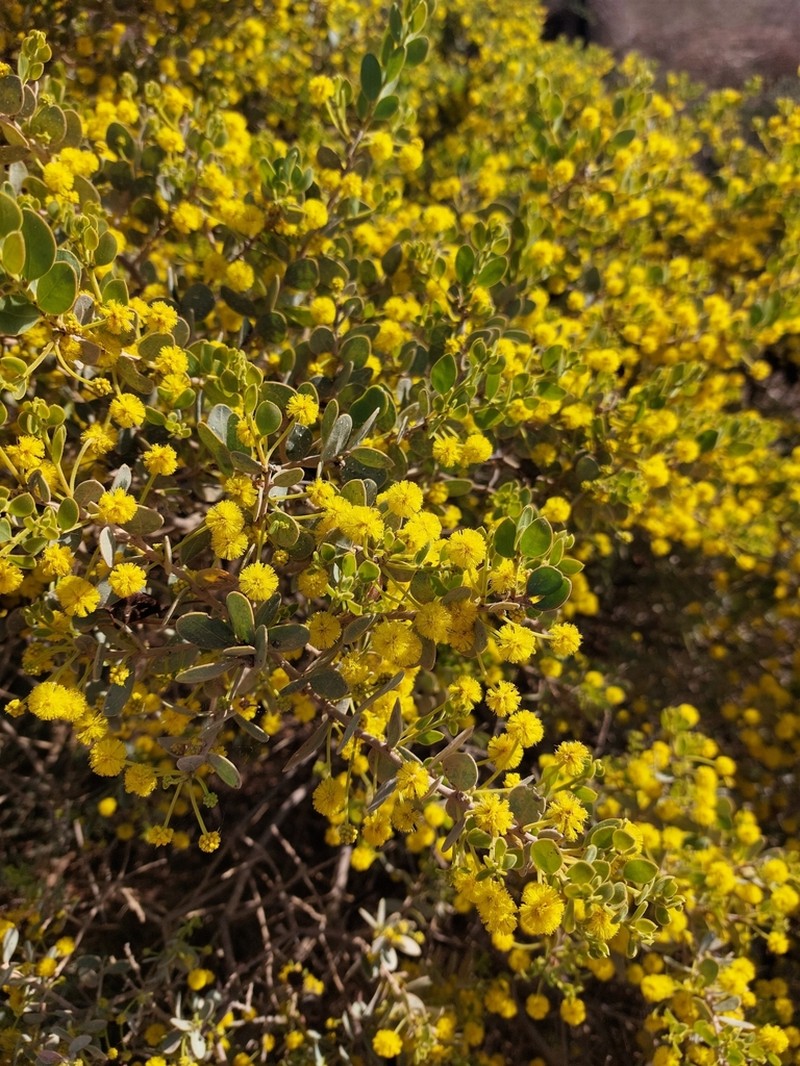 Acacia spilleriana photo 2