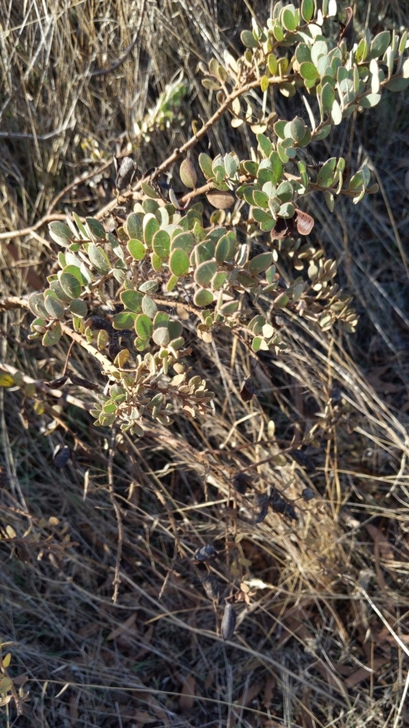 Acacia spilleriana photo 3