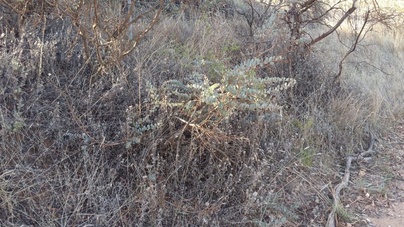 Acacia spilleriana photo 6