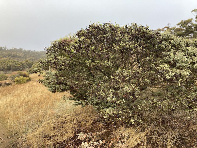 Acacia spilleriana photo 7