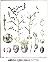 Acacia spinescens